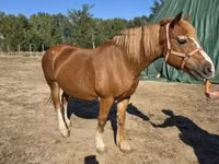 Chevaux (lot, sexe non indiqué), Chevaux — photo 1