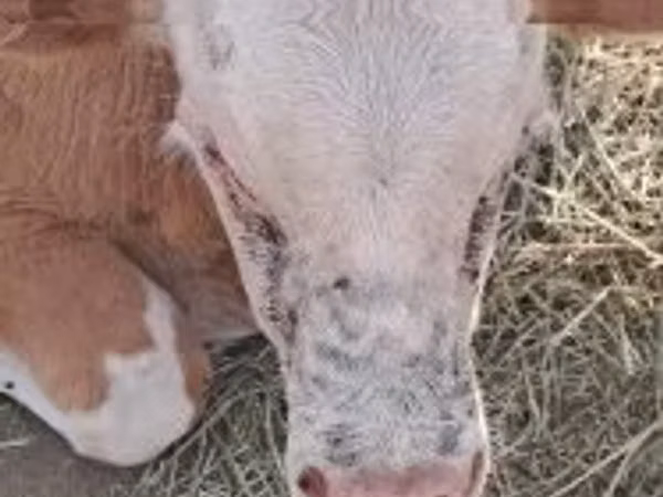 Bovins (lot, sexe non indiqué), Simmental cattle