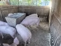 母猪, Pigs — 照片 1