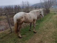 Vacă, Rasa Holstein — foto 4