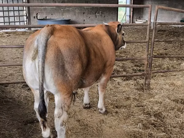 ثور, Partenaise cattle