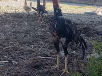 Chickens — photo 2
