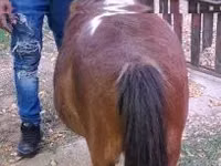 Iapă, Miniature horse — foto 3