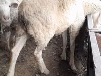 Ram, Sheep — photo 4