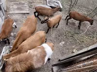 Ram, Cameroon sheep — photo 3