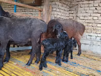 母羊, Hissar sheep — 照片 2
