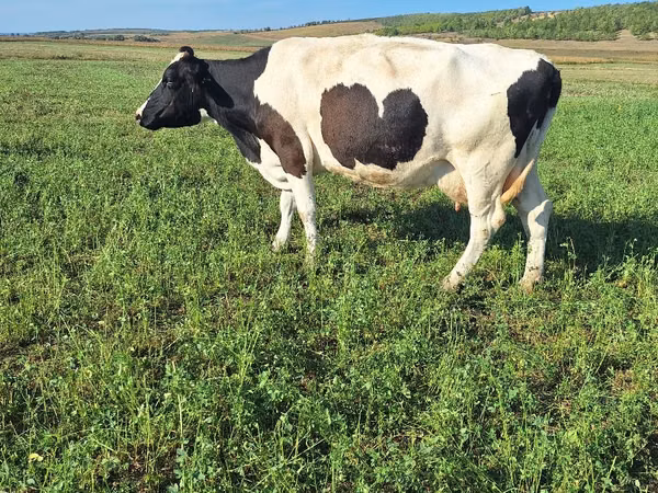 İnək, Simmental cattle