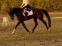 At, Hanoverian — foto 1
