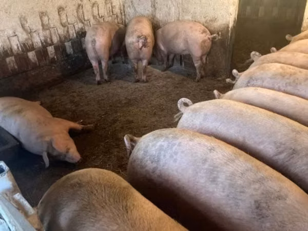 Eber, Schweine