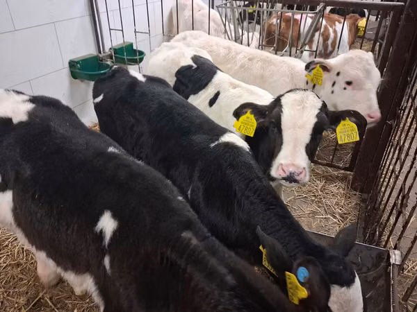 Bulle, Russian Black pied cattle