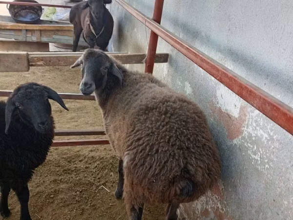 Carneiro, Ovelhas