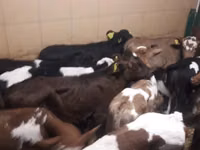 Bou, Simmental cattle — foto 7