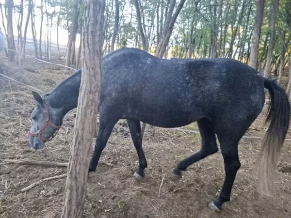 فرس, الخيول