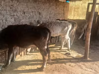 Sigir, Russian Black pied cattle — 4-rasm