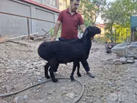 Carnero, Ovejas — foto 5