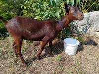 Capră, Murcia-Granada goats — foto 2