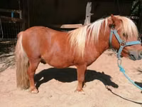 Cal, Shetland Pony — foto 4