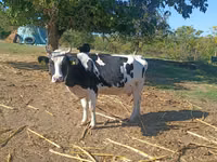 Kuh, Russian Black pied cattle — Foto 2
