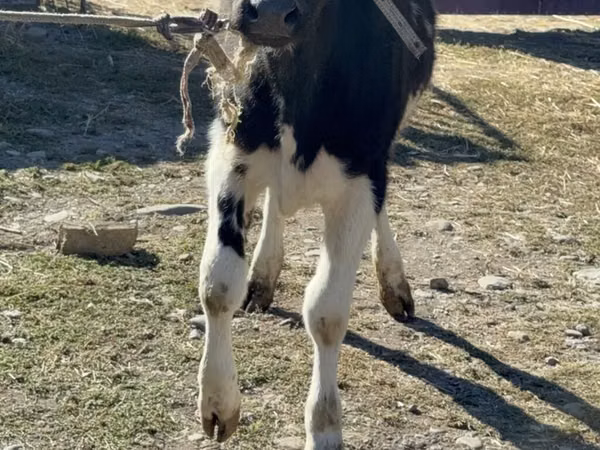 Kuh, Holstein-Rasse