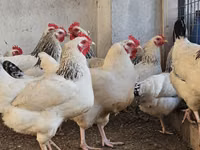 Chickens — Foto 5