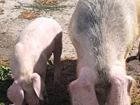 Boar — photo 2