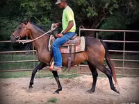 Mare, Quarter Horse — photo 5