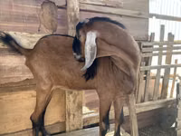 Boucs, Nubian Goat — photo 1