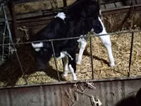 母牛, Russian Black pied cattle — 照片 2