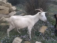 Goat, Goats — photo 1