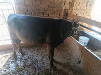 Toro, Ganado vacuno — foto 7