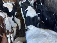 Bou, Russian Black pied cattle — foto 1