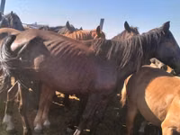 Madyan, Kazakh horse — foto 3