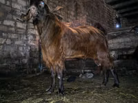 Țap, Kamori goats — foto 3