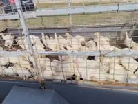 Turkeys — 3-rasm