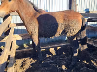 Yegua, Horse breed — foto 2