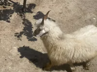 Chèvre, Angora goats — photo 1