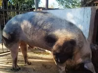 Verrat — photo 7