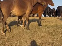 At, Mugalzhar horse — foto 8