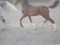 Horse (M), Dutch warmblood horse — photo 2