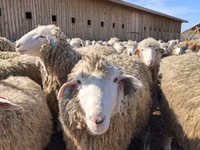 Qoyun, Kuibyshev sheep — foto 4