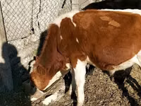 Bou, Russian Black pied cattle — foto 3