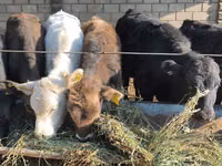 Bou, Bovine — foto 8