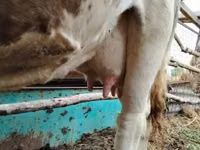Kuh, Simmental cattle — Foto 2