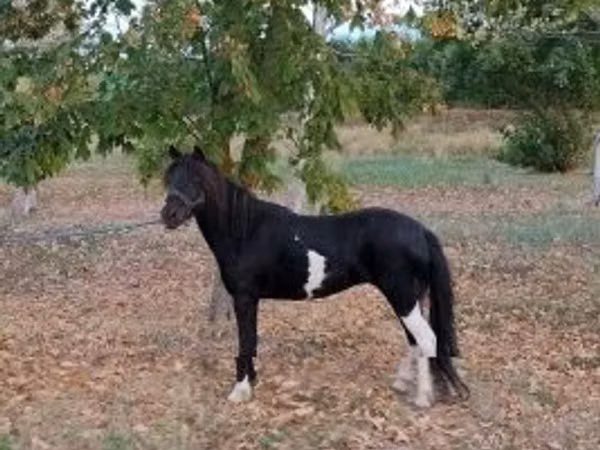 Iapă, Cai