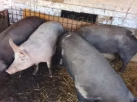 Vier, Porci — foto 2