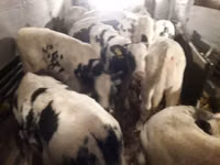 Rinder (Partie, Geschlecht nicht angegeben), Russian Black pied cattle — Foto 7