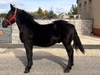 公马, Horses — 照片 3