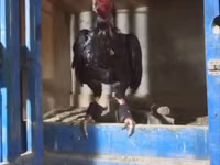Chickens — Foto 1