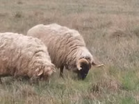 公羊, Sheep — 照片 5