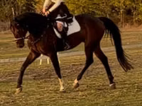 At, Hanoverian — foto 2